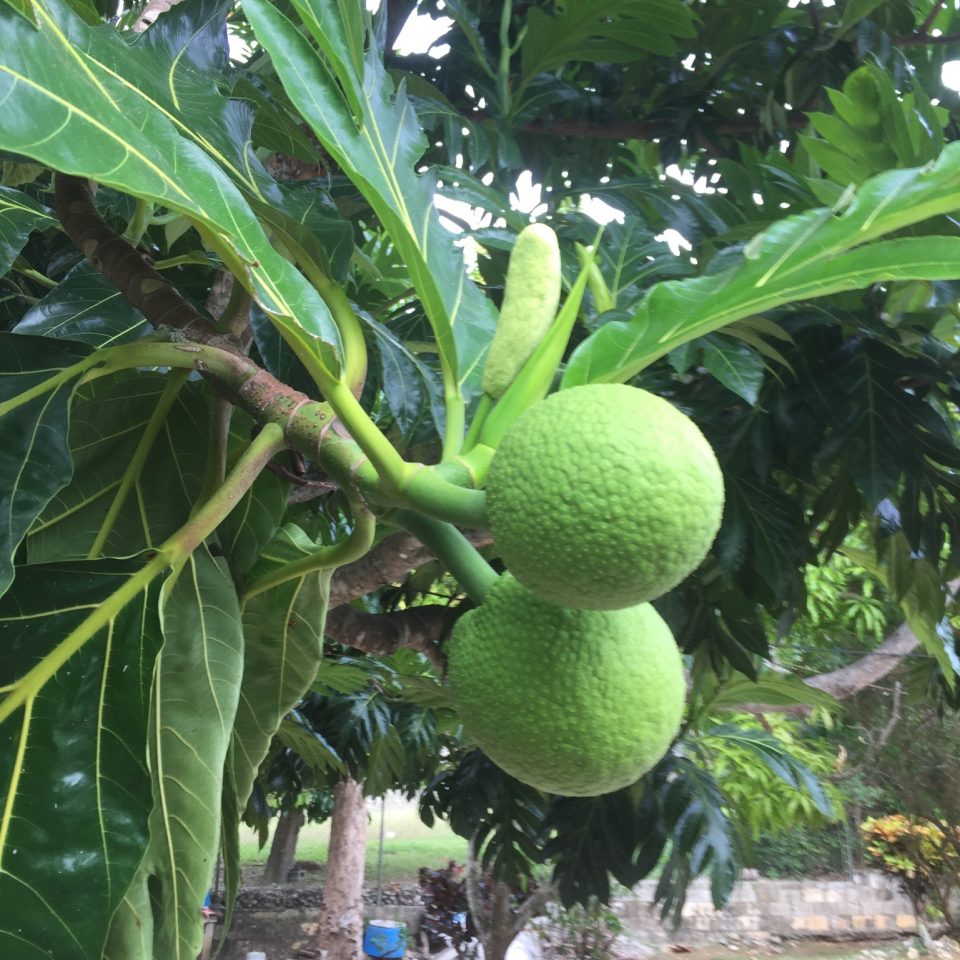 fruit trees all inclusive resort negril jamaica